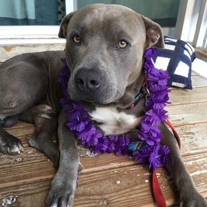 Meet your Posher, Kui